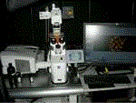 蛍光顕微鏡画像解析システム