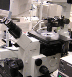 生物用倒立型顕微鏡システム